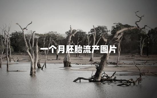 一个月胚胎流产图片