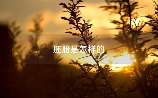 胚胎是怎样的