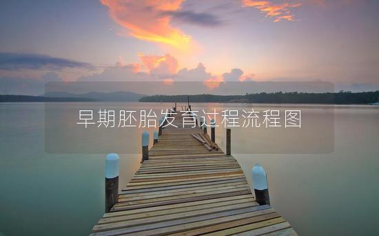 早期胚胎发育过程流程图