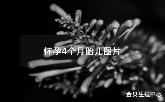 怀孕4个月胎儿图片