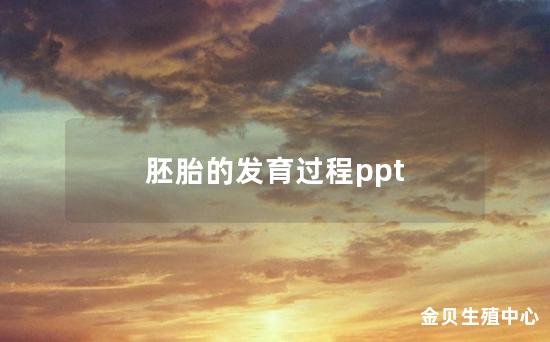 胚胎的发育过程ppt