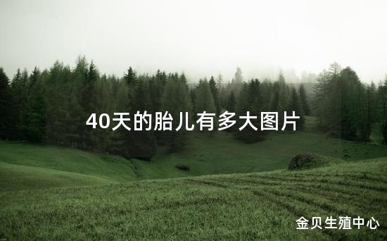 40天的胎儿有多大图片