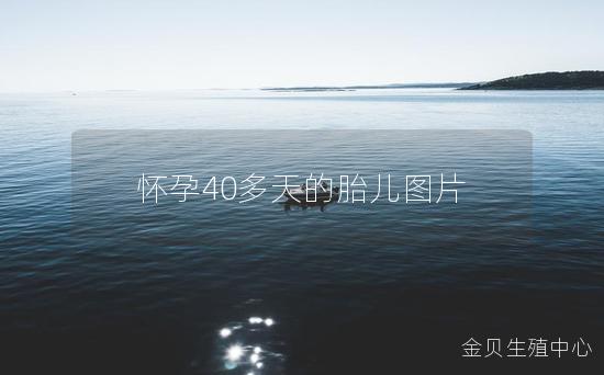 怀孕40多天的胎儿图片