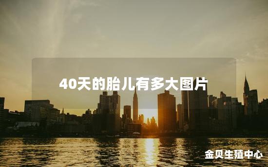 40天的胎儿有多大图片