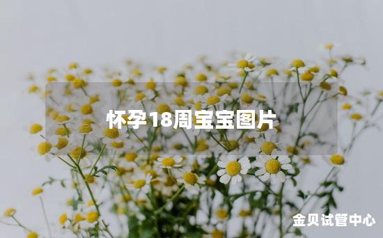 怀孕18周宝宝图片