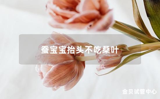 蚕宝宝抬头不吃桑叶