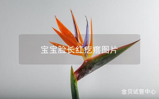 宝宝脸长红疙瘩图片