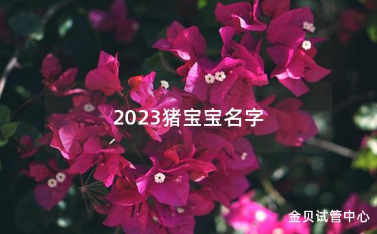 2023猪宝宝名字