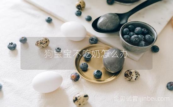 狗宝宝不吃奶怎么办