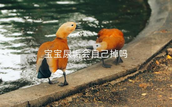 宝宝尿垢会自己掉吗