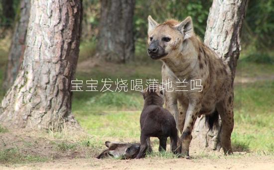 宝宝发烧喝蒲地兰吗